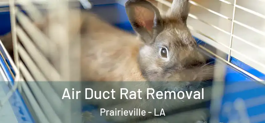  Air Duct Rat Removal Prairieville - LA